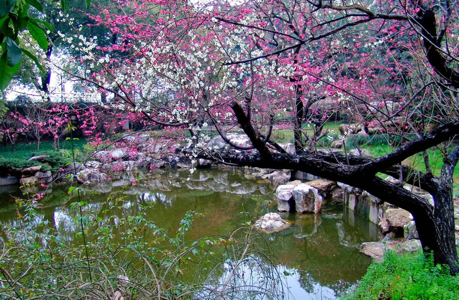 【超山梅花节】老梅新枝分外香-风景照-19摄区-杭州19楼