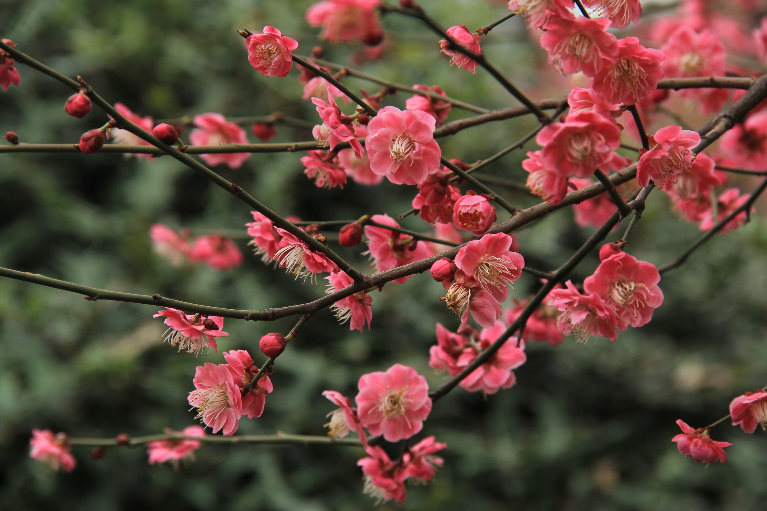 笑傲江湖梅花红图片