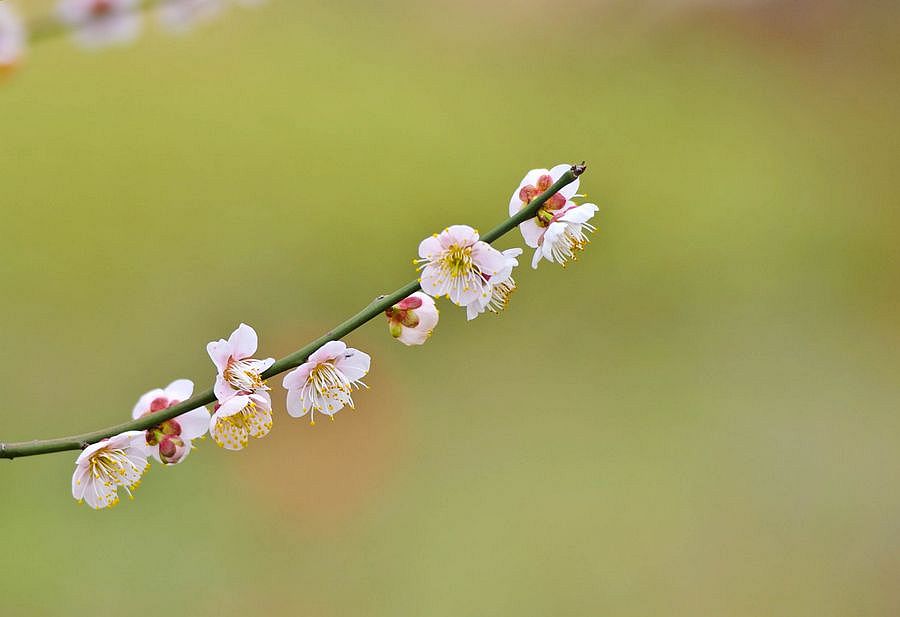 【超山梅花節】一枝獨秀俏爭春