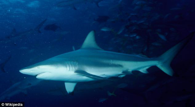 美海滩惊现上万头鲨鱼疯狂出没