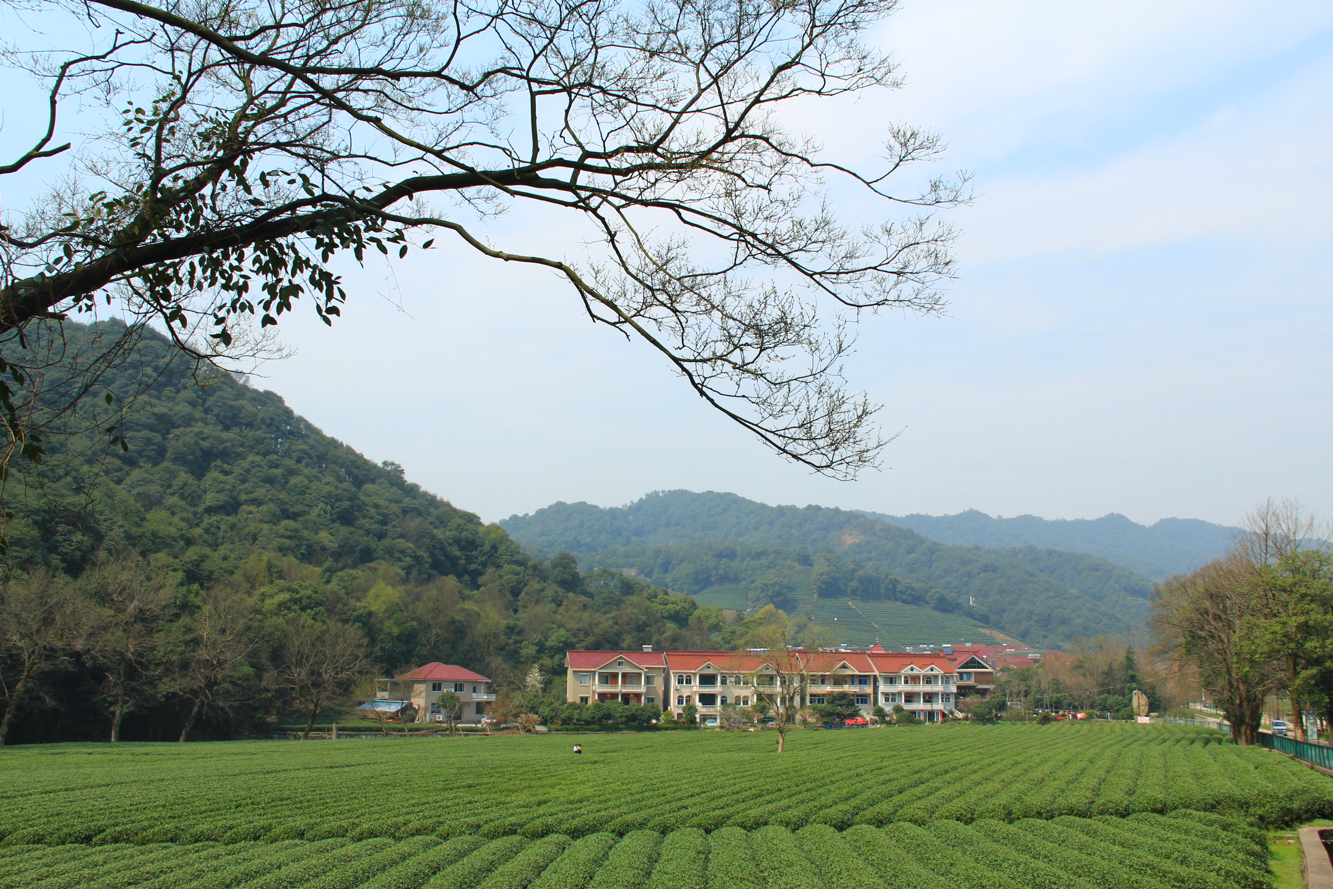 【春天的图画】第二篇——梅坞春早