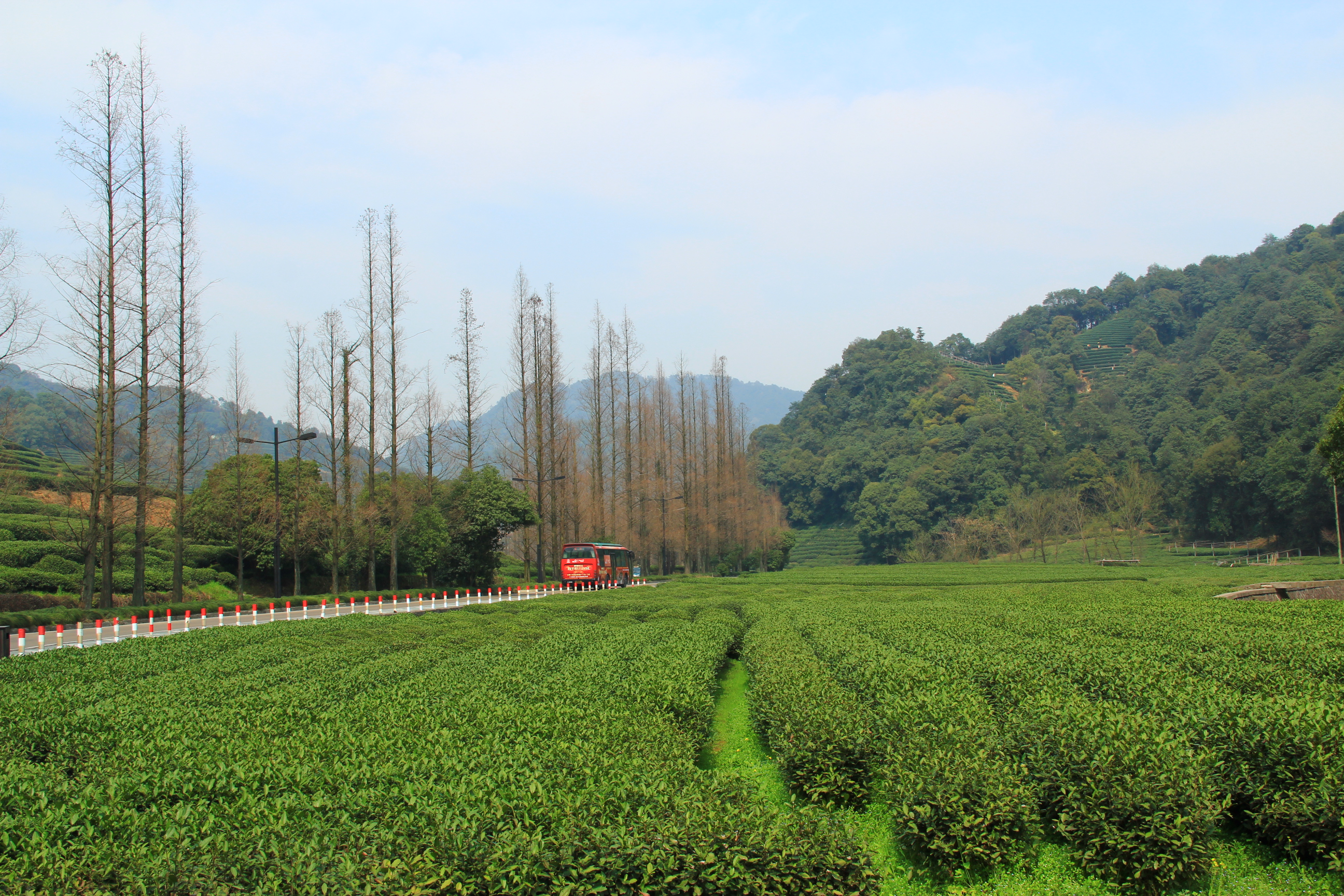 【春天的图画】第二篇——梅坞春早