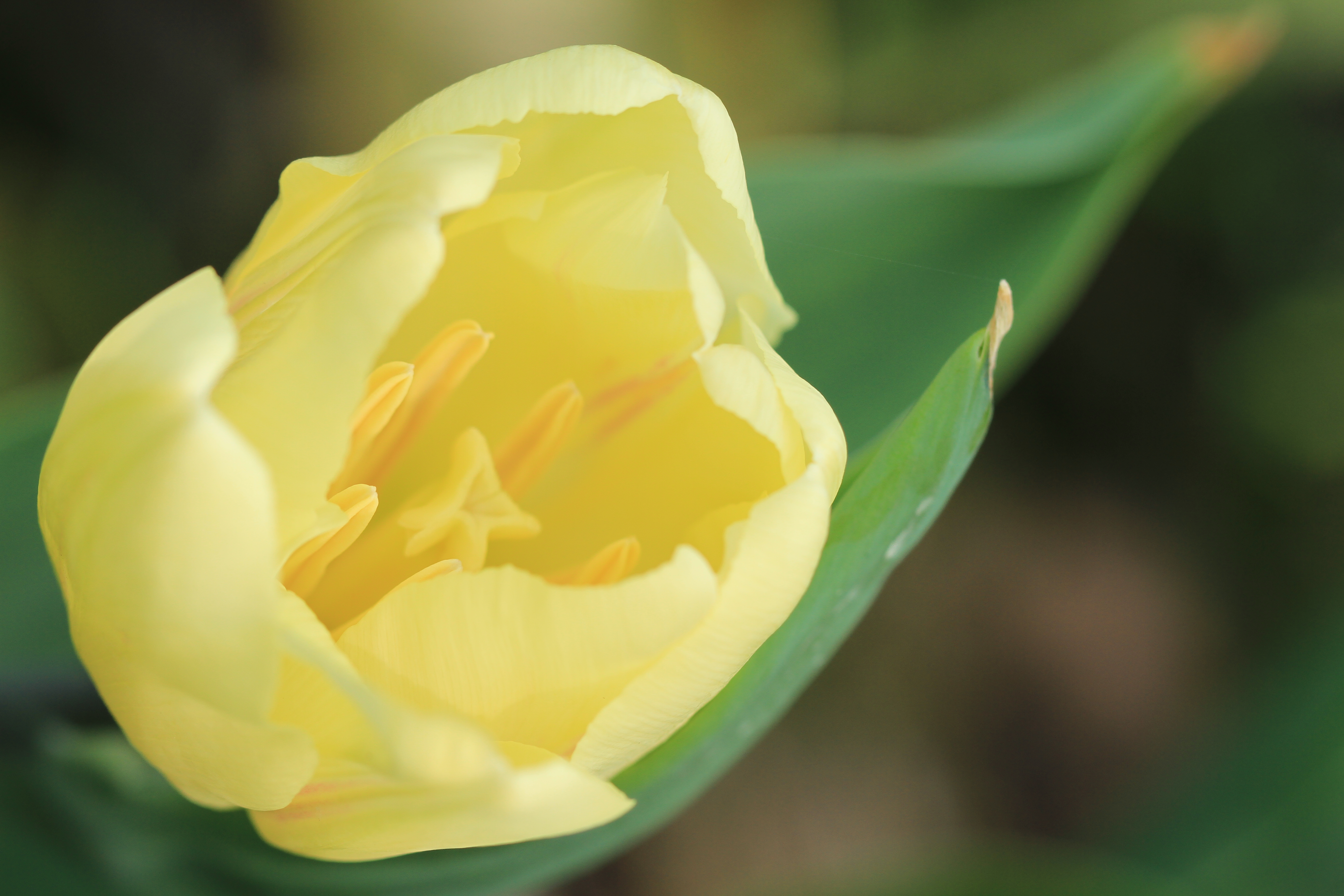 太子湾的花花草草-风景照-19摄区-杭州19楼