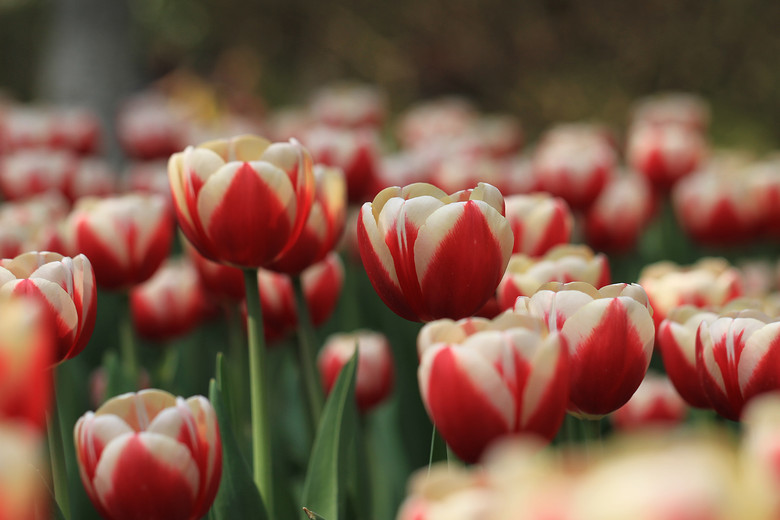 太子湾的花花草草-风景照-19摄区-杭州19楼