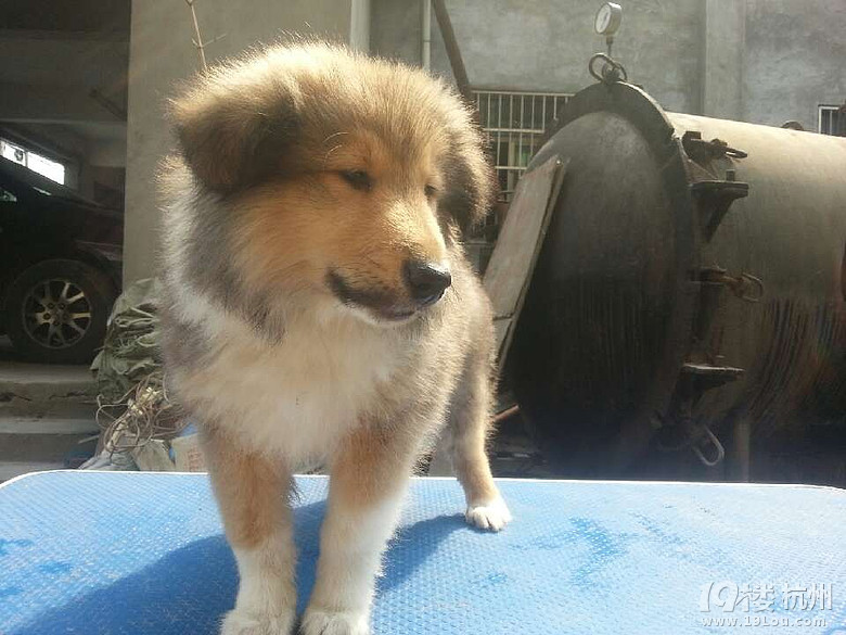 自家英系苏格兰牧羊犬生的雕色小苏牧二个月了