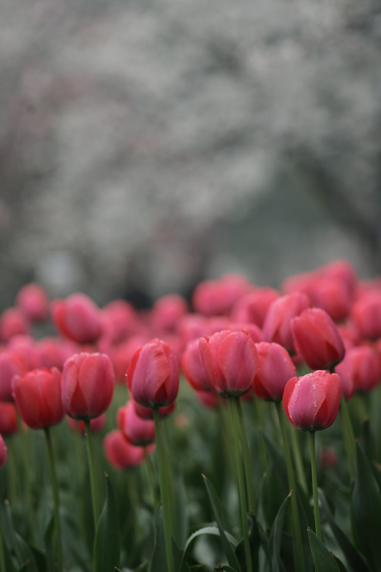 我自横刀向天笑(郁金香)