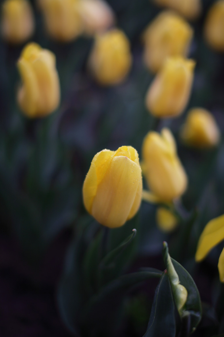 我自横刀向天笑(郁金香)