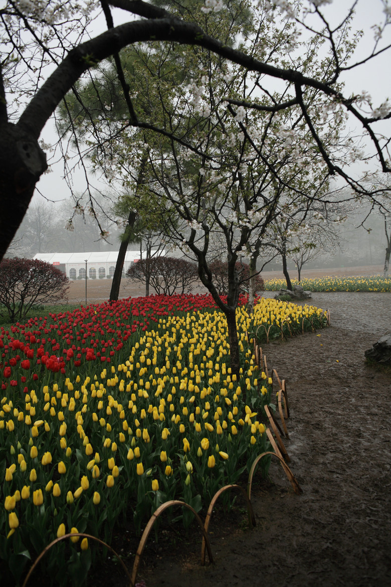 我自横刀向天笑(郁金香)
