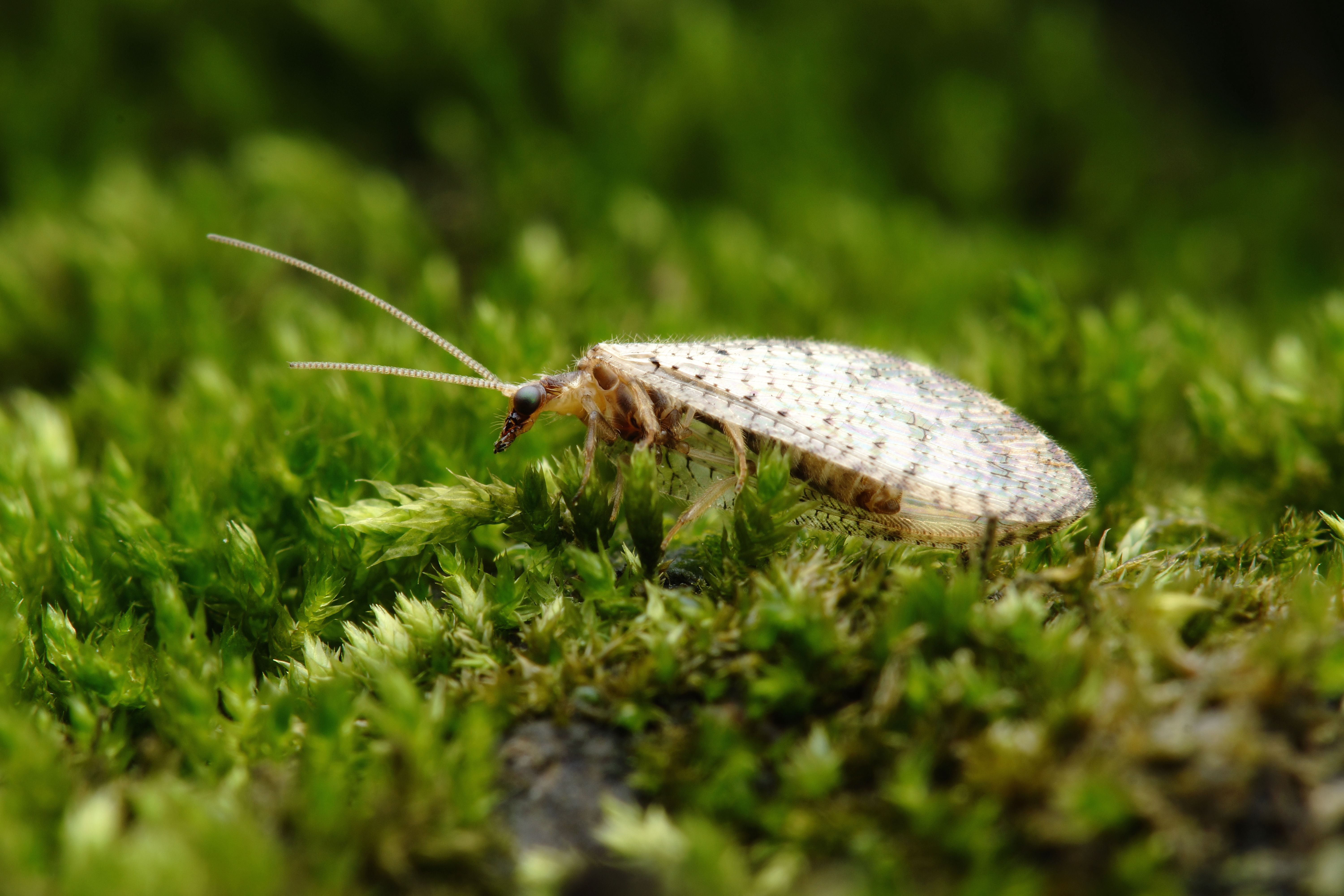 初春的植物园昆虫