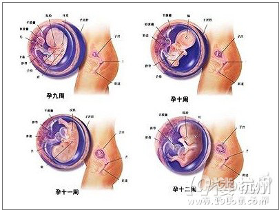 怀孕三个月胎儿图 怀孕三个月胎儿什么样-准妈