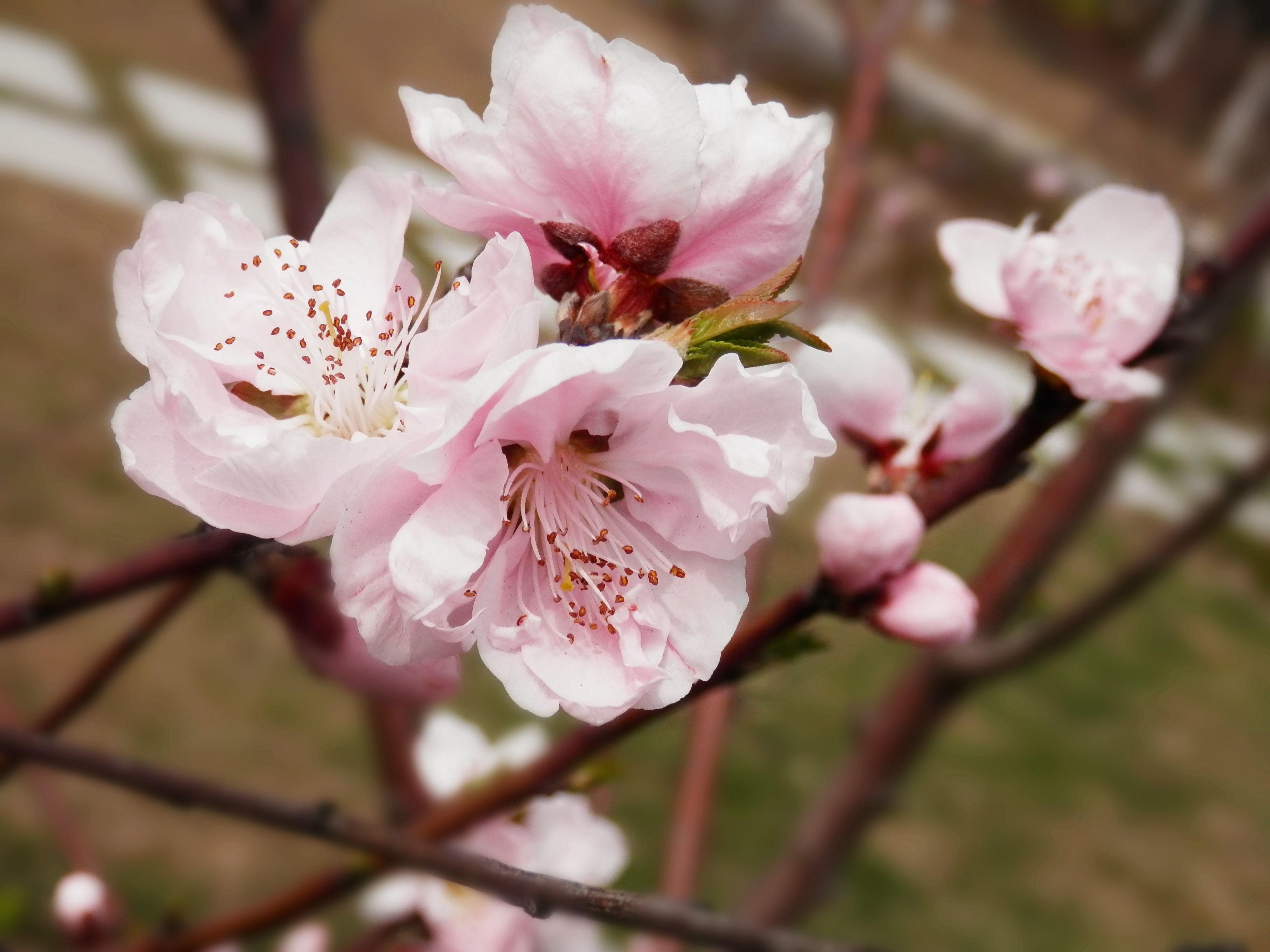 万象更新 の 花草篇