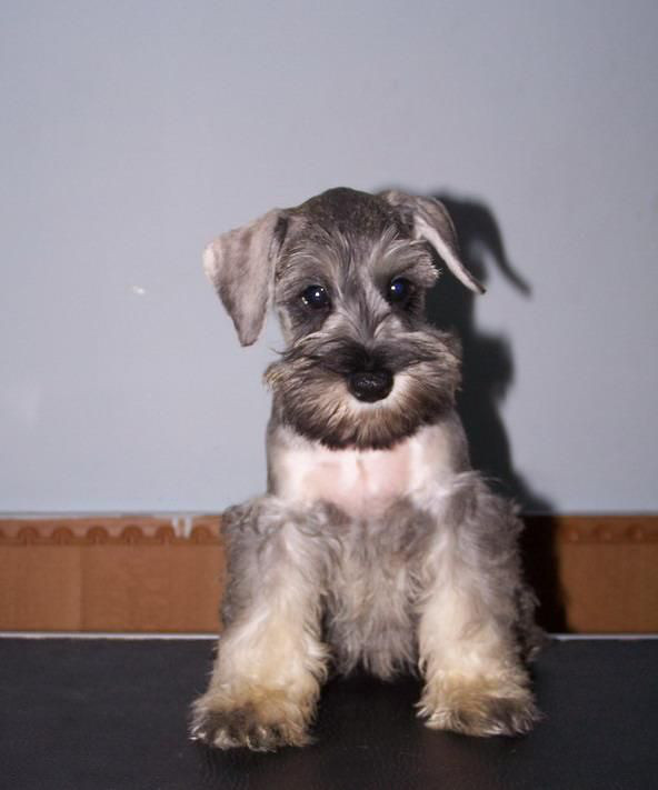 小偿领养成年雪纳瑞mm