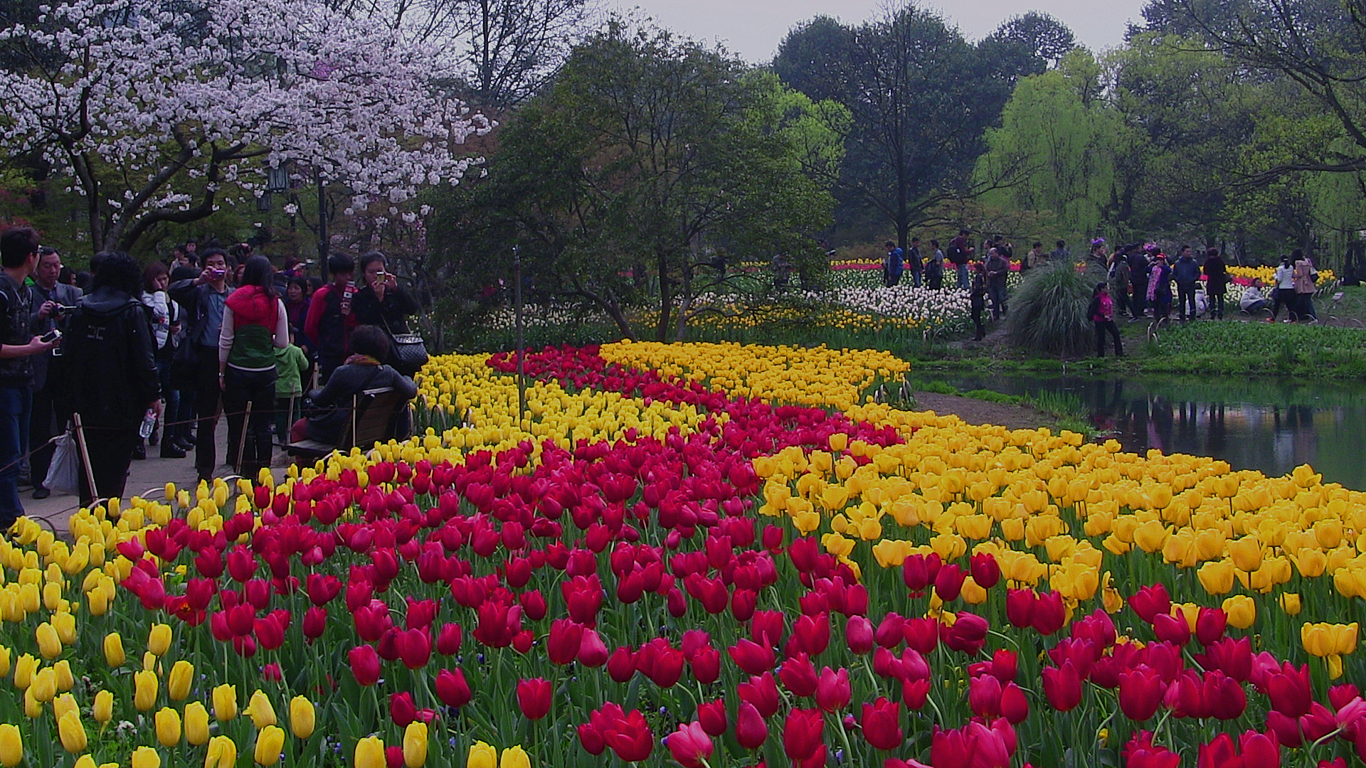 美丽春天!-风景照-19摄区-杭州19楼