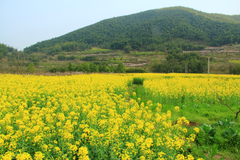 春天景象图片农村图片