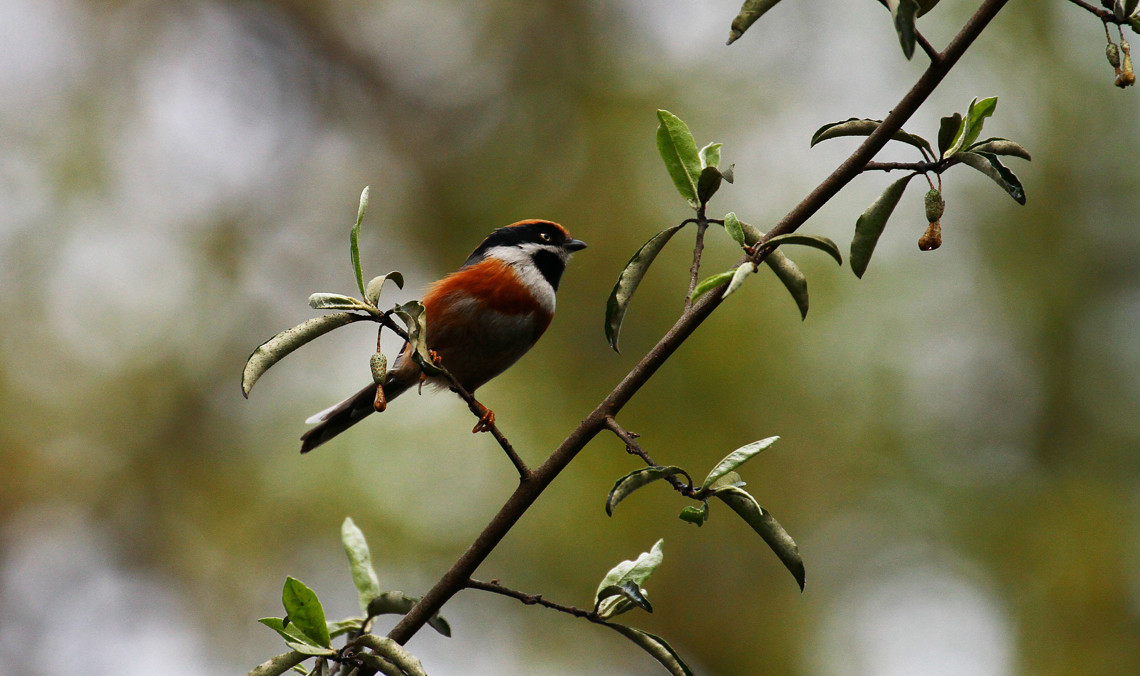 春色悦鸟性,啼鸣林更幽