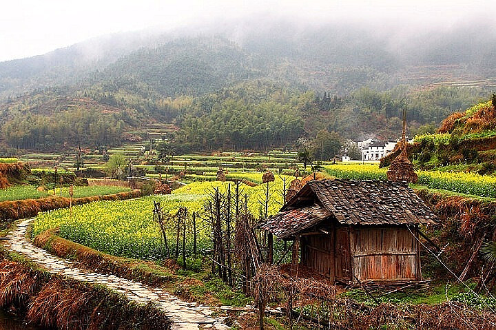 【金色婺源】2013年4月5-6日婺源摄色-花黄似