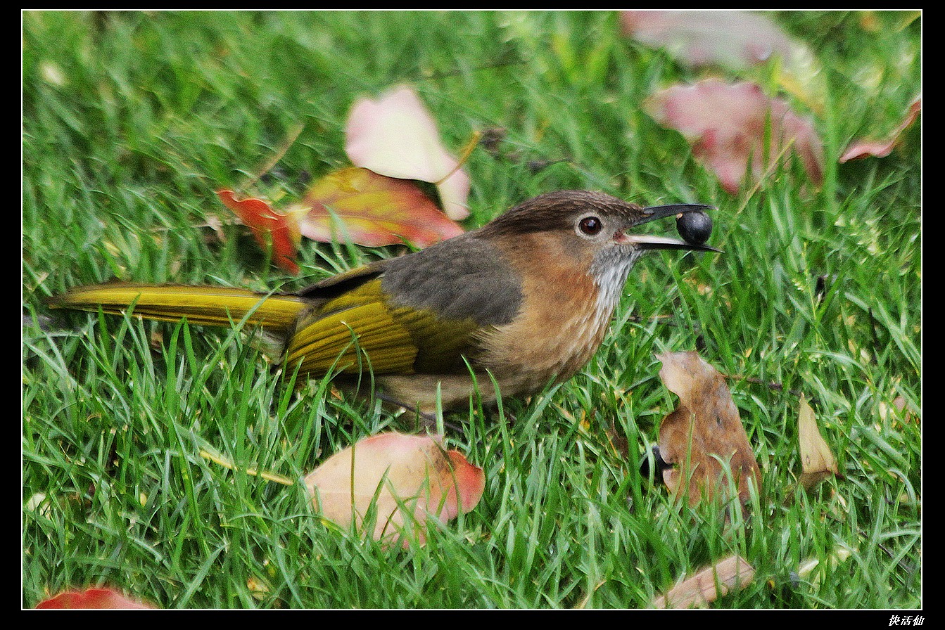 香樟树下的绿翅短脚鹎