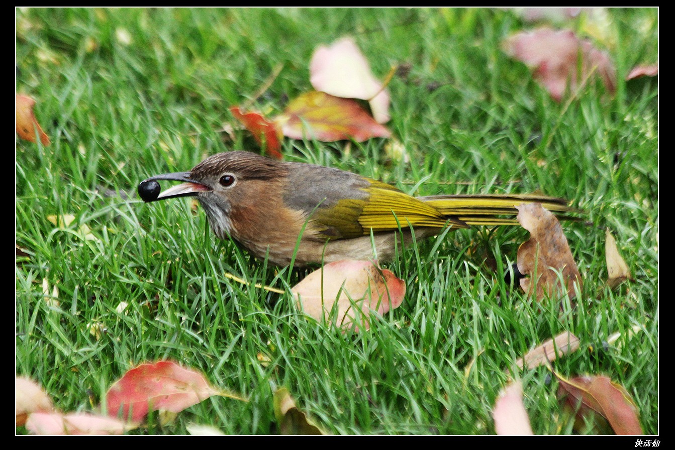 香樟树下的绿翅短脚鹎