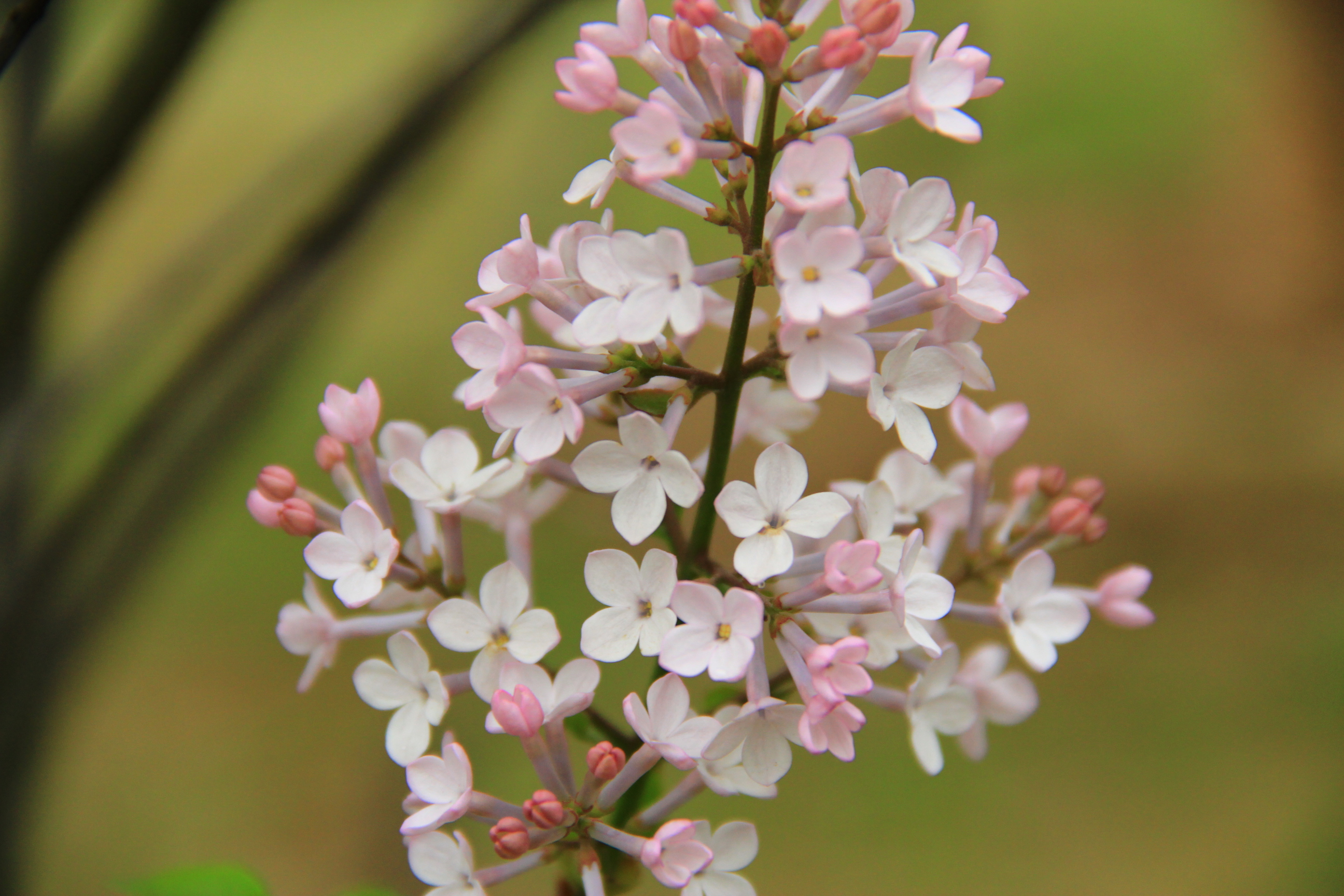 【春天的图画】第十三篇——丁香花