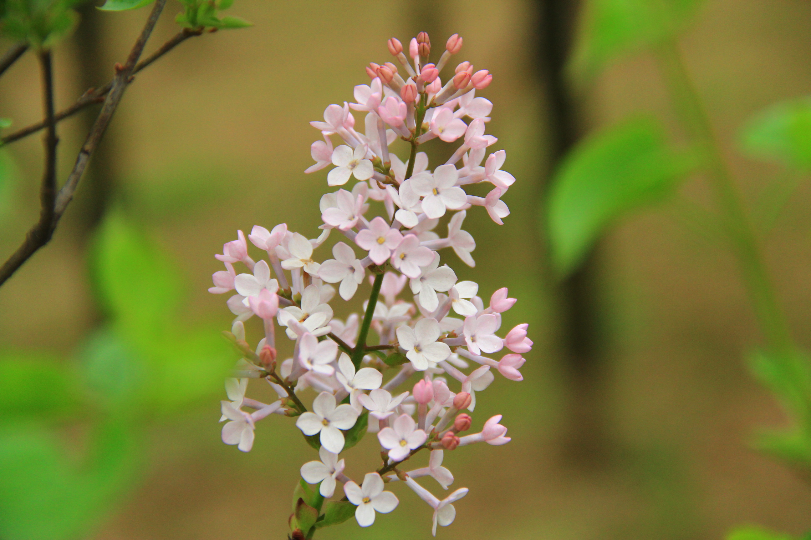 【春天的图画】第十三篇——丁香花