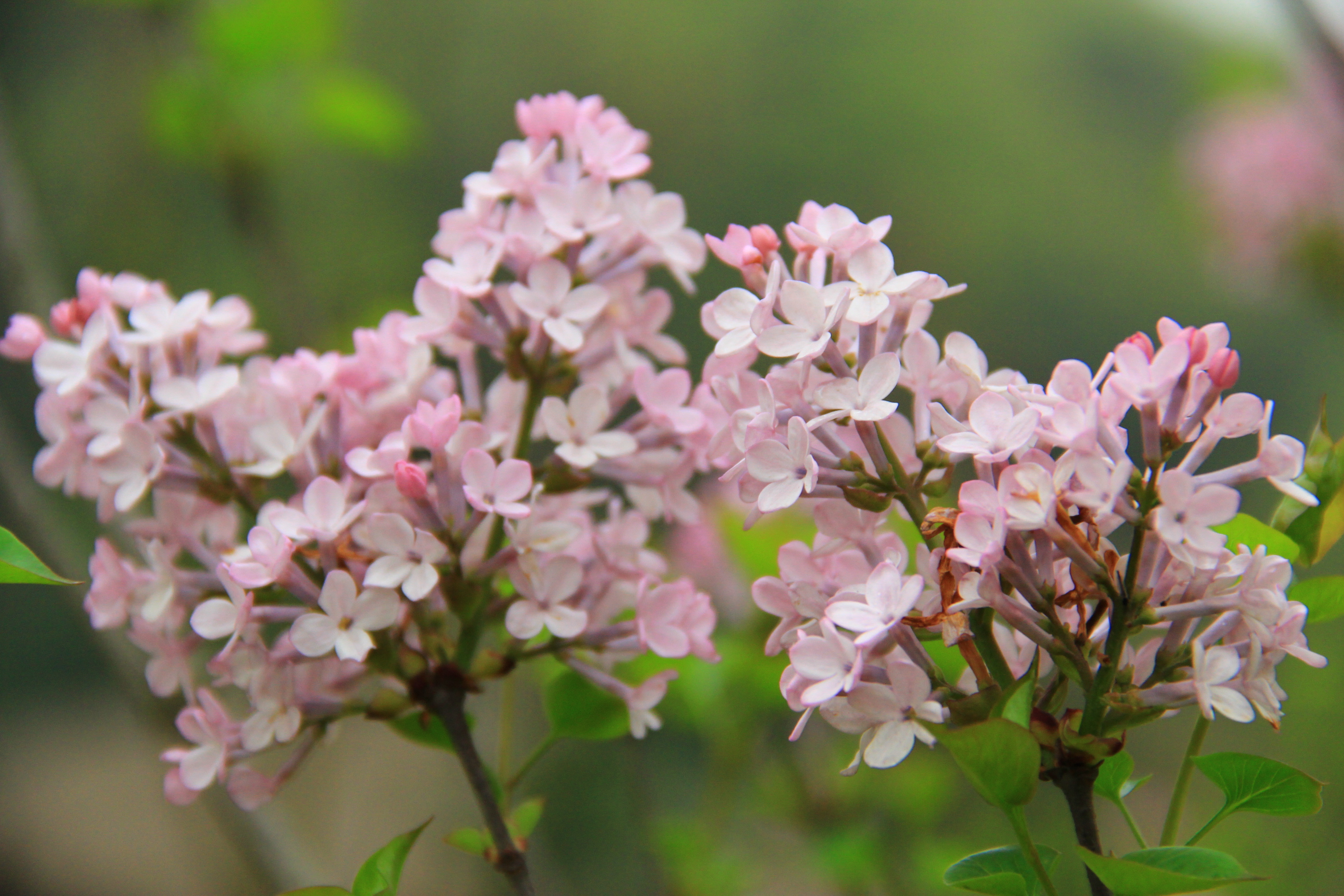 【春天的图画】第十三篇——丁香花