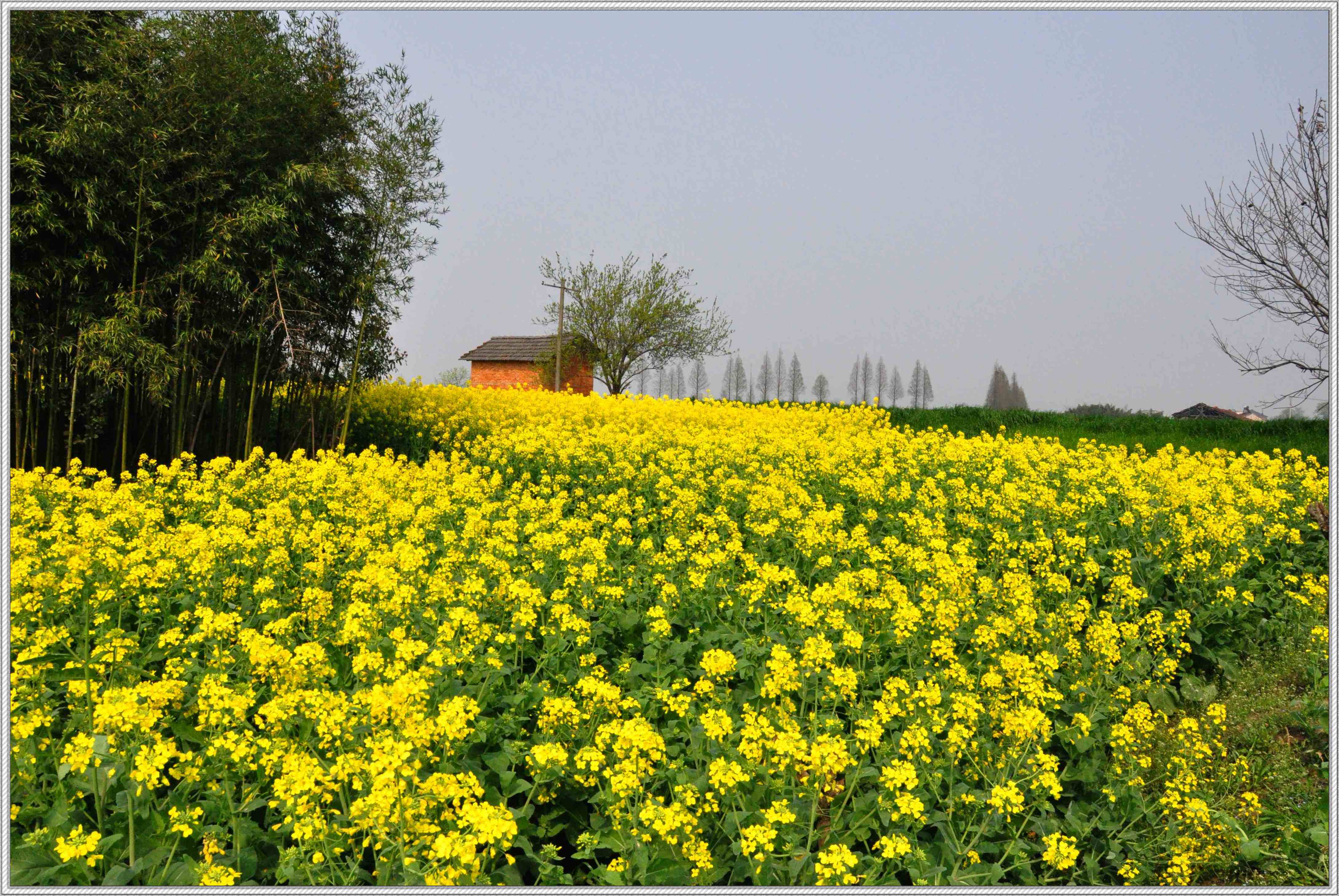 乡间原野风光-风景照-19摄区-杭州19楼