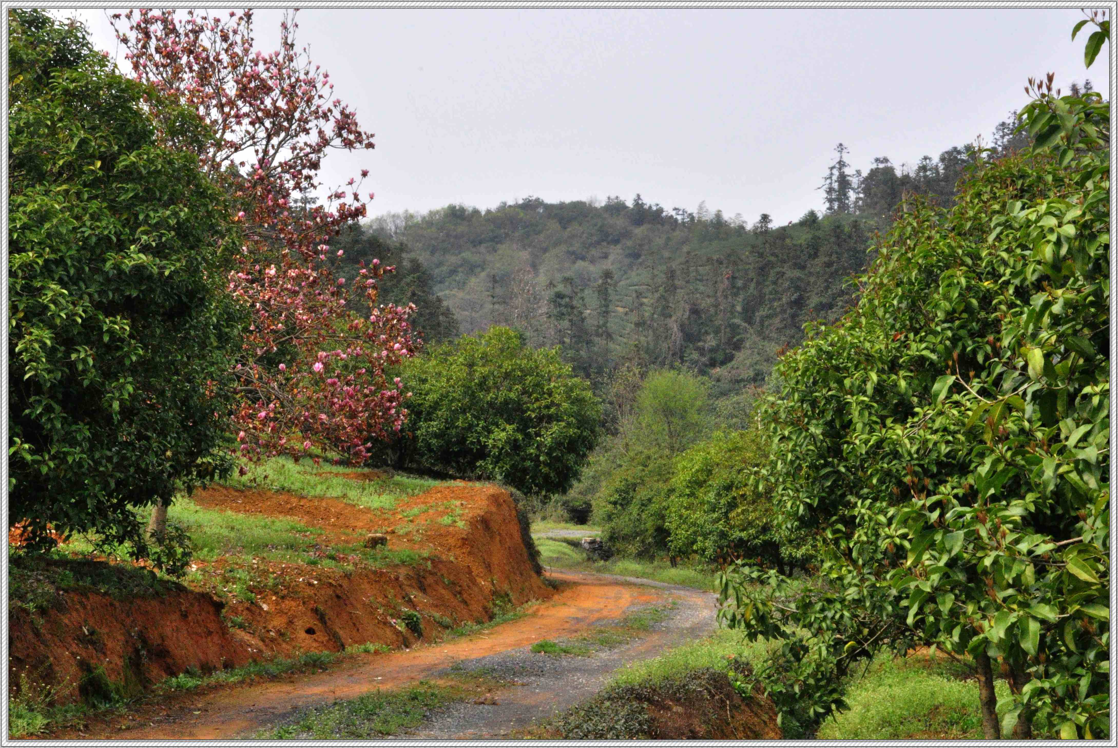 乡间原野风光-风景照-19摄区-杭州19楼
