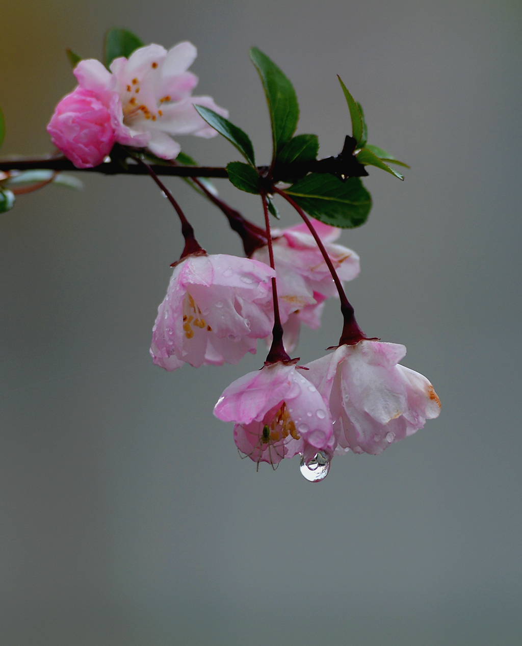 春天里的花花草草