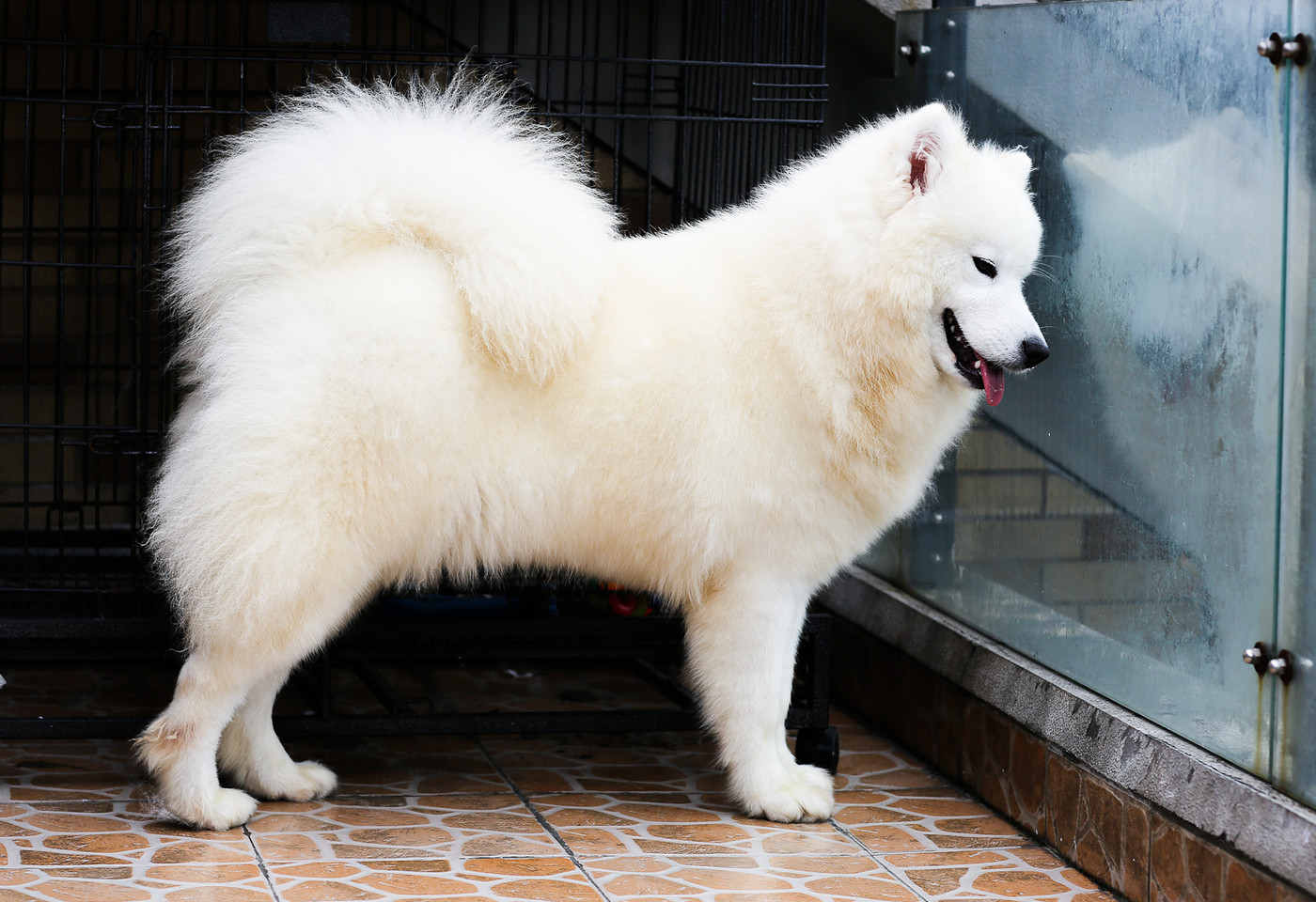 自己家的母萨摩耶犬,跟大.