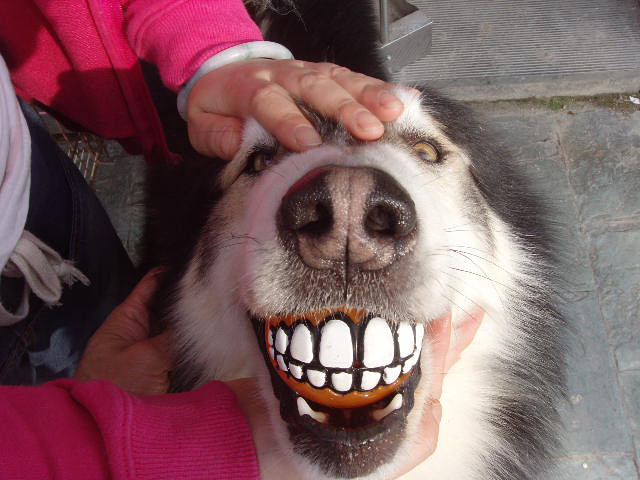 看看我们狗狗的新玩具,大牙齿露出来喽 哈哈