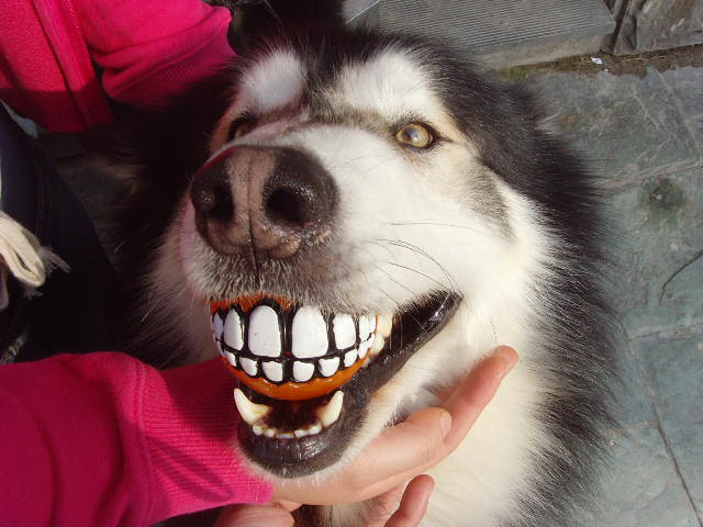 看看我们狗狗的新玩具,大牙齿露出来喽 哈哈