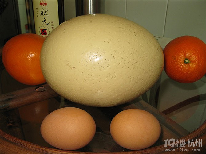 这是什么蛋?这么大个,还是绿色环保的!
