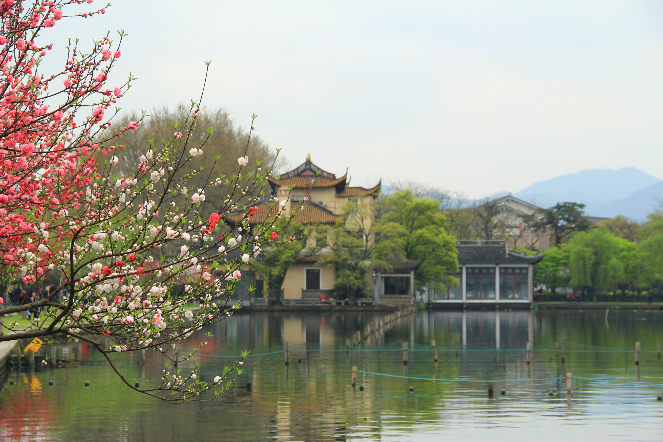 杭州西湖春景图片图片