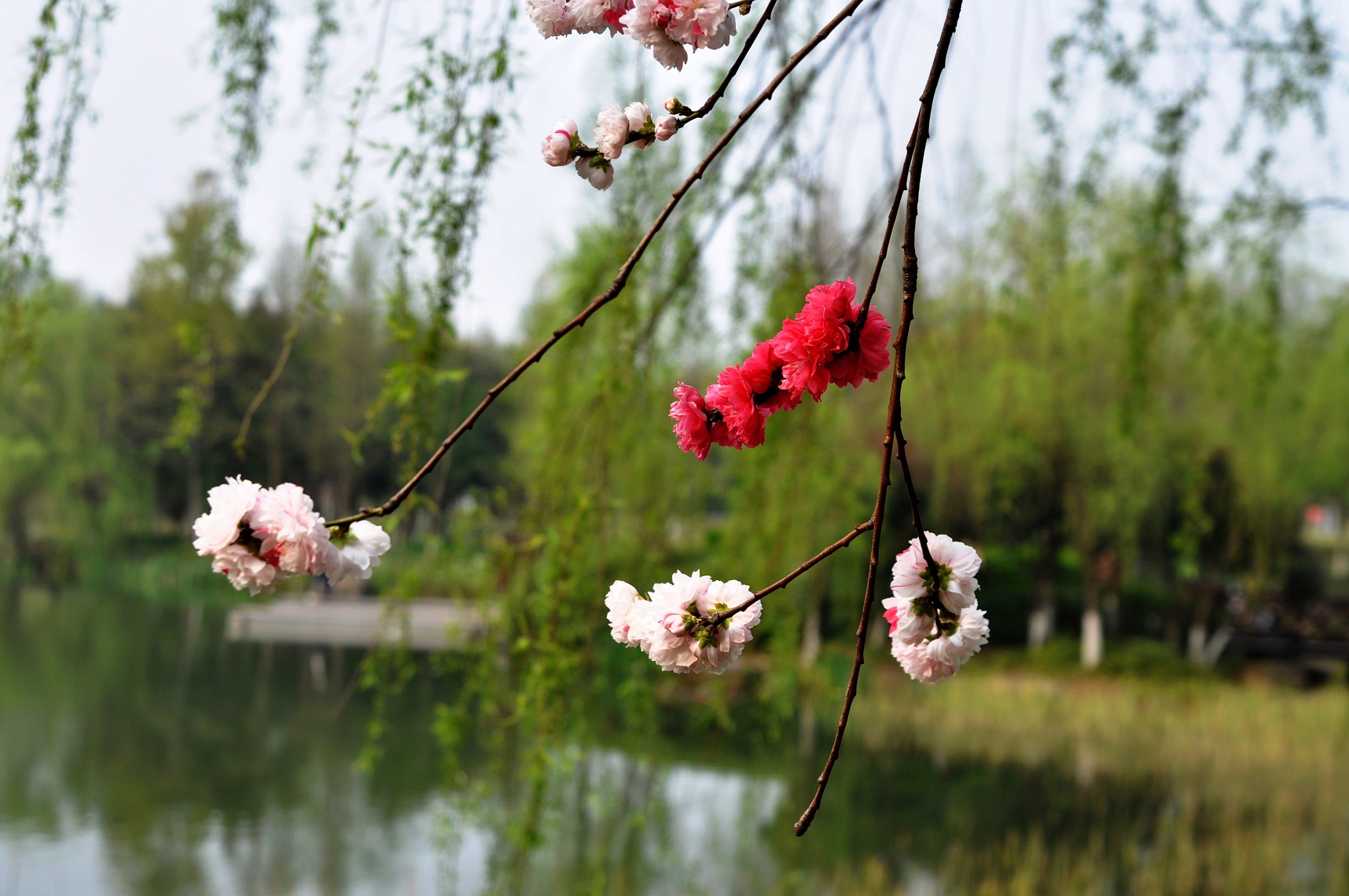小区里的花草……-风景照-19摄区-杭州19楼
