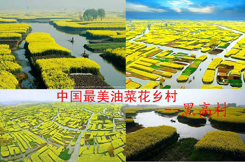 【江苏兴化】黑高村千岛菜花垛田风光竟然亮相在美国纽约时报广场