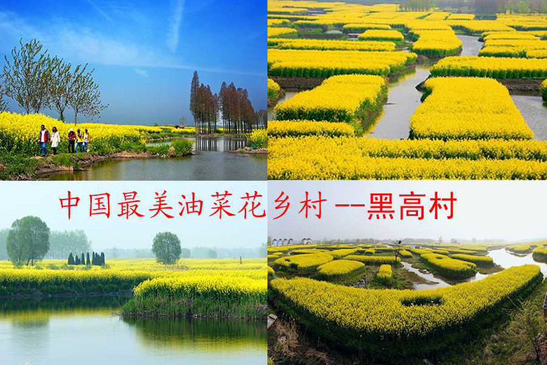 【江苏兴化】黑高村千岛菜花垛田风光竟然亮相在美国纽约时报广场