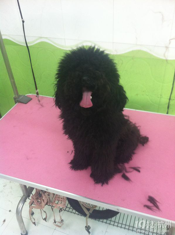 晒晒最近亲自做的泰迪美容造型对比图,可以免