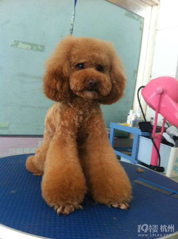 晒晒最近亲自做的泰迪美容造型对比图,可以免