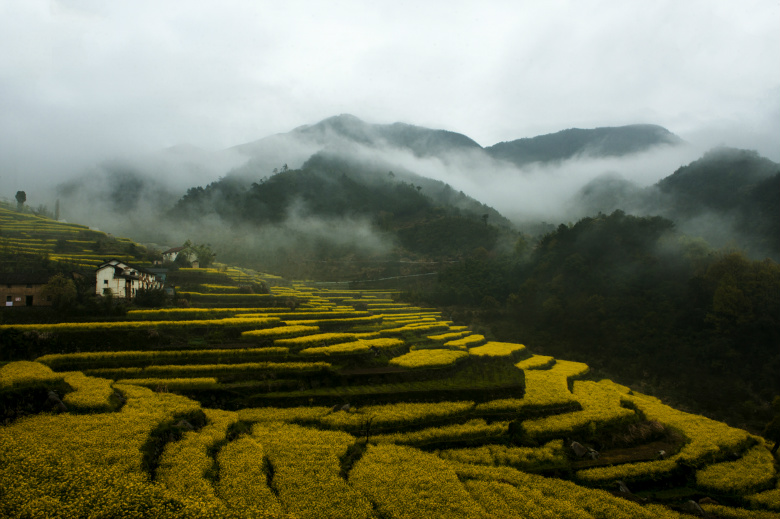 乾潭镇油菜花图片