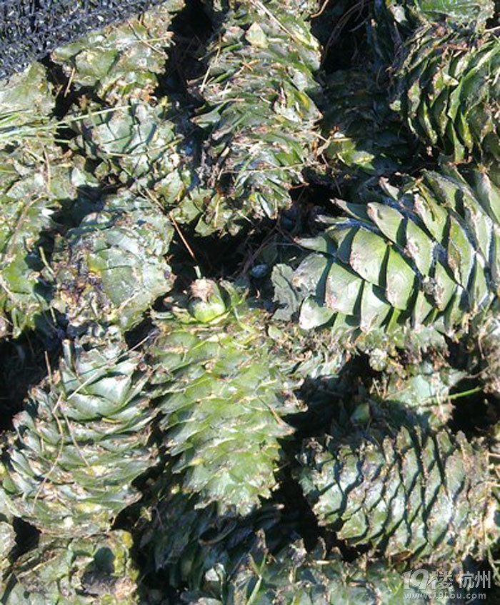 东北大松塔,嘎嘎,你见过么!小小松子就是这么来滴