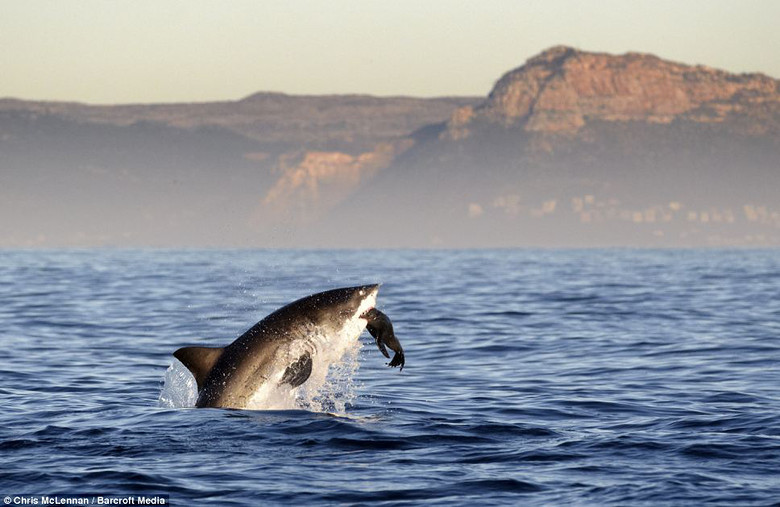 大白鲨捕食海狮图片