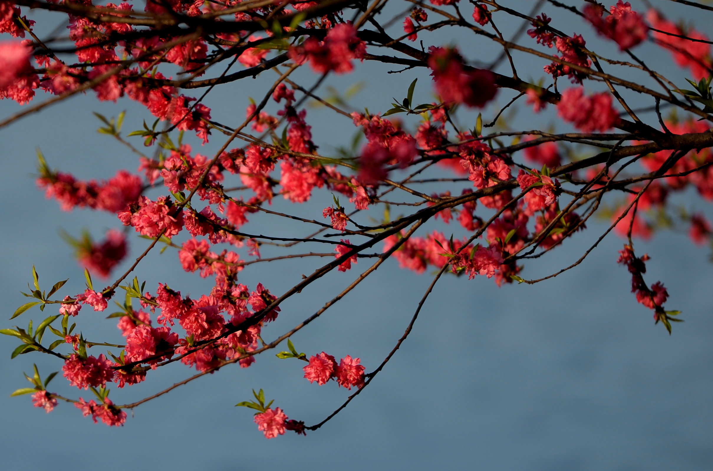 桃花朵朵开-静物-19摄区-杭州19楼