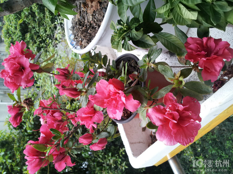 戴老师进来看杜鹃