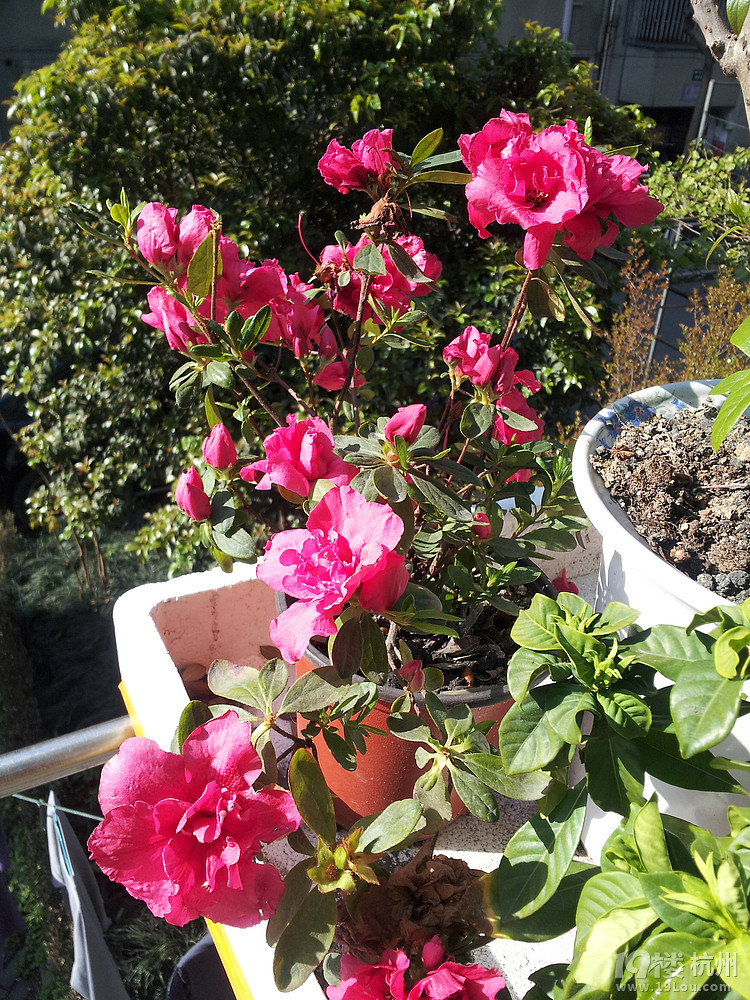 戴老师进来看杜鹃