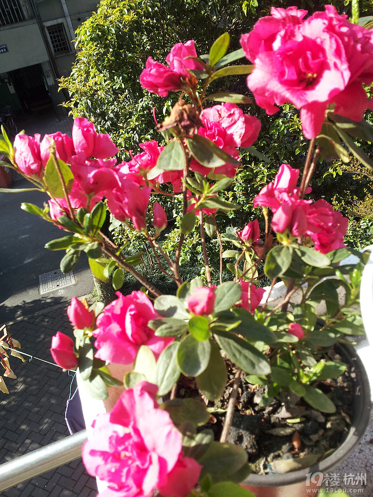 戴老师进来看杜鹃