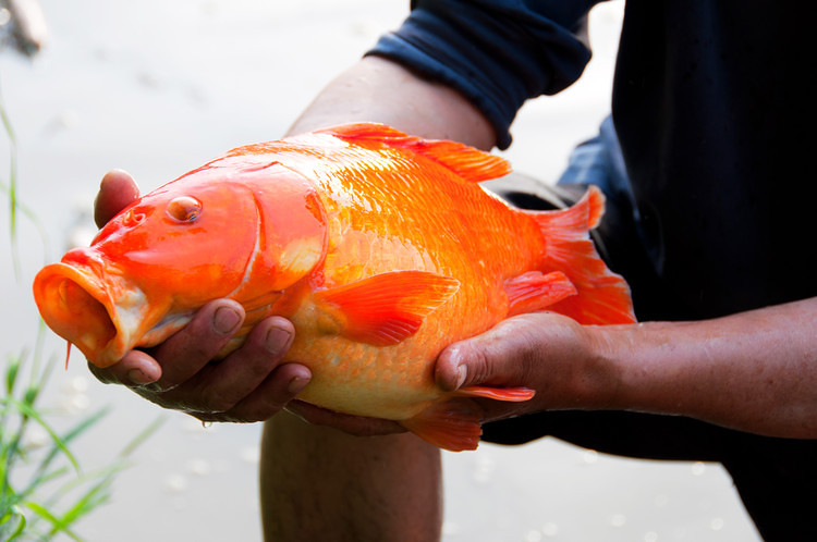 江西有个朋友送了我几条荷包红鲤鱼,怎么烧?