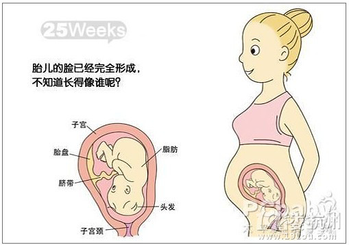 怀孕七个月胎儿图 怀孕7个月症状-深情分享-准