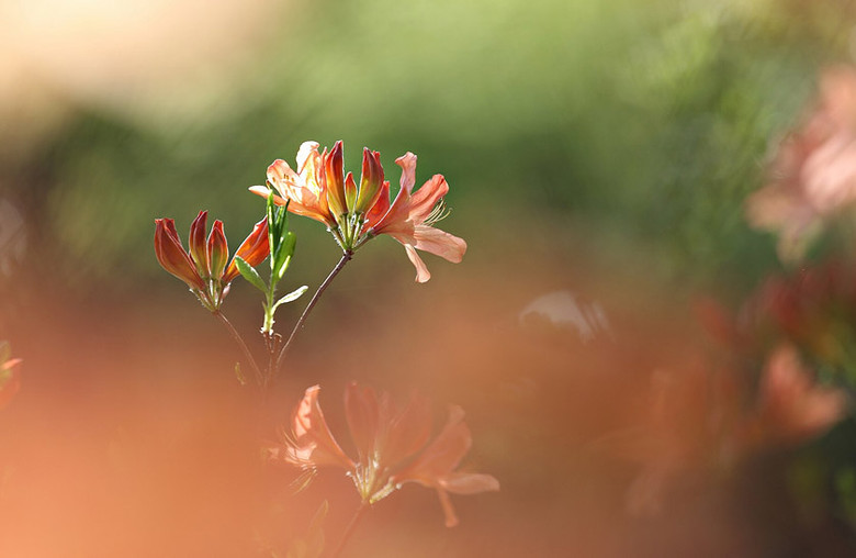 花开花又谢