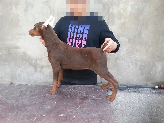 有养度宾的大家一起晚上江边溜狗啊!