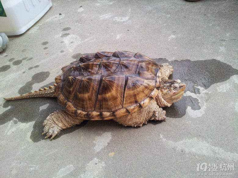 晒晒家里养的黄金鳄龟